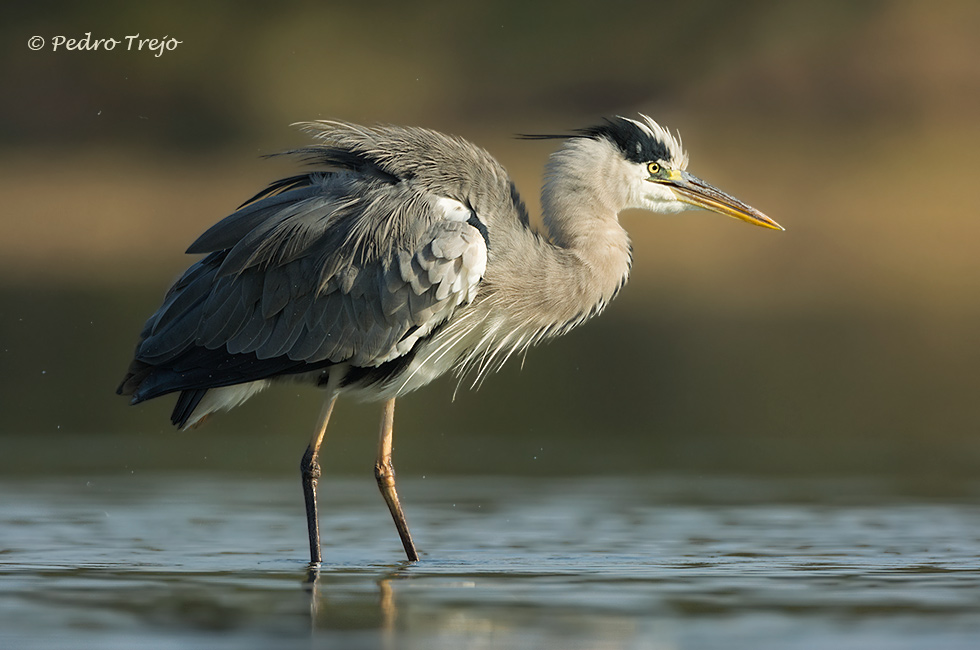 Garza real ( Ardea cinerea)